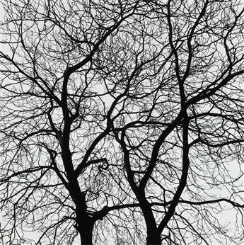 GEORGE A. TICE (1938- ) Trees Portfolio, 1964-65.